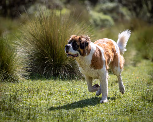 Bernard Dog Run photo 2
